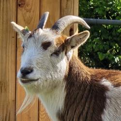 Dierenpark 'landzicht', Zuid-Beijerland openingstijden