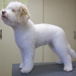 Honden- en kattentrimsalon Vitalidad Kruidenwijk Nijverdal - openingstijden