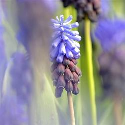Uitvaartzorg Bollenstreek, Lisse openingstijden
