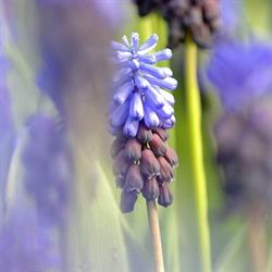 Uitvaartzorg Bollenstreek, Lisse openingstijden