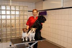 Trimsalon Wilma van der Meijs, Breda openingstijden