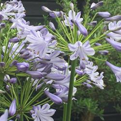 Agapanthe Bloemen en Wonen, Oisterwijk openingstijden