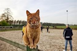 Dennenoord Dierenkliniek, Duizel openingstijden