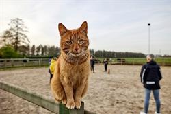 Dennenoord Dierenkliniek, Duizel openingstijden