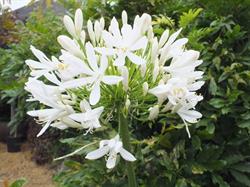 Hoveniersbedrijf De Agapanthus, Zeijen openingstijden