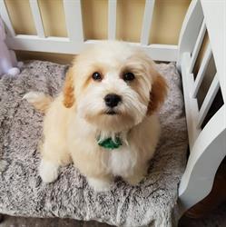 KIMMY`S Doggybed & Brokfast, Dongen openingstijden
