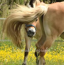 Manege Noordoostpolder, Bant openingstijden