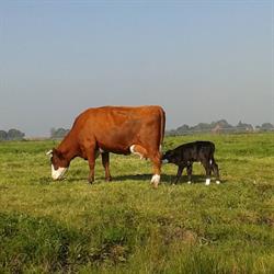 Boerderij Camping De Appelhoek, Wijdenes openingstijden