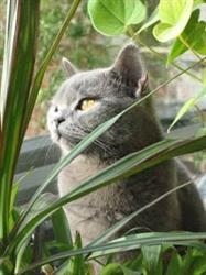 Kattenhotel Alles is liefde, Didam openingstijden