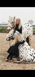 Human & Horse Academy, Kootwijkerbroek openingstijden