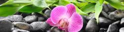 Cees Lievaart, regressietherapeut, magnetiseur en Reiki-Master, Vlaardingen openingstijden