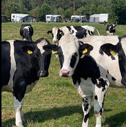 Camping Dal van de Mosbeek, Mander openingstijden
