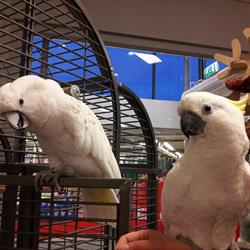 Dierenspeciaalzaak - Katwijk, openingstijden