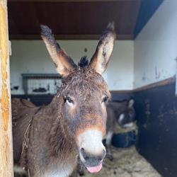 Kinderboerderij De Hoeve Ons Tweede Thuis, Badhoevedorp openingstijden