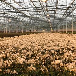 Kwekerij De Molenhoek Bv, Bemmel openingstijden