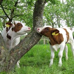 Zorgboerderij De Genneper Hoeve Zonnehuizen, Eindhoven openingstijden