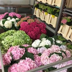 Lexina Flowers Vof, Klazienaveen openingstijden
