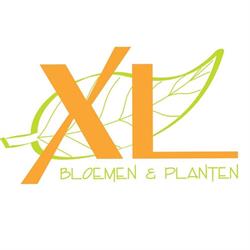 Bloemen En Planten Xl, Lisse openingstijden