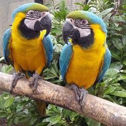 Reemzorg Meer-BSO (MeerZoo), Marknesse openingstijden