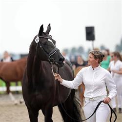 Yasmin Dressage, Noordbeemster openingstijden