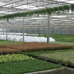 Elstgeest Young Plants Bv, Rijsenhout openingstijden