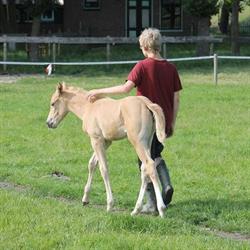 Stichting Stille Pieter, Scharwoude openingstijden