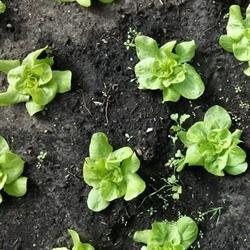 Landgoed Eyckenstein tuinderij, Maartensdijk openingstijden