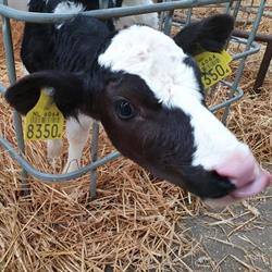 De Boerderij, Oene openingstijden