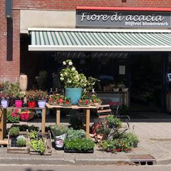 Acacia Di Fiore, Groningen openingstijden