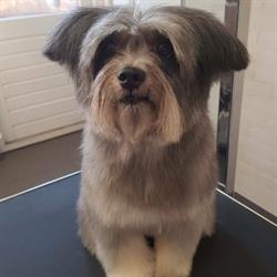Hondentrimsalon Dashi, Gendt openingstijden