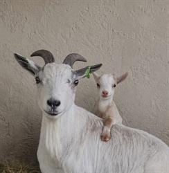 De Kooi Kinderboerderij, Rotterdam openingstijden