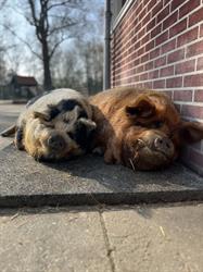 Kinderboerderij De Bongelaar, Heerhugowaard openingstijden