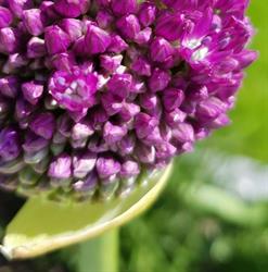 Scherp op Groen, Staphorst openingstijden