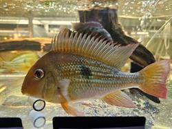 Aquariumspeciaalzaak Aquariumgek, Oosterhout openingstijden
