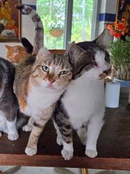 Stichting Dierenthuis, Almere openingstijden