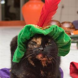Stichting Dierenthuis, Almere openingstijden