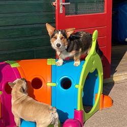 Dog4U Hondendagopvang op 6000 M2. Als enige in de regio bieden wij een totaalpakket aan voor uw pup., Utrecht openingstijden