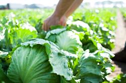 Van Dijck Groenteproducties BV, America openingstijden