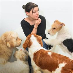 Honden Trimsalon Venlo, openingstijden