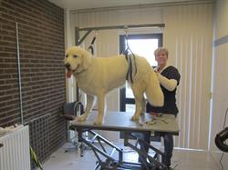 Hondentrimsalon Jofel Lelystad, openingstijden