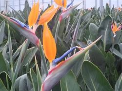MVO Strelitzia, De Lier openingstijden