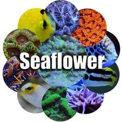 Seaflower, Rijswijk openingstijden