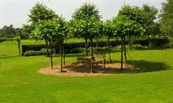 Vink bomen, Ingen openingstijden