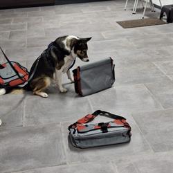 JR Centrum voor de hond, Reusel openingstijden