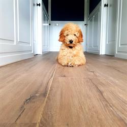 Woontrend Hapert, openingstijden