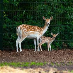 St. Dierenweide Nieuwe Pekela, openingstijden