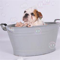 Royalty Dogs, Assen openingstijden