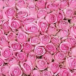Kayla`s Bloemenhofje C.V., Emmen openingstijden