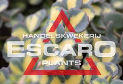Handelskwekerij Escaro v.o.f., Ressen openingstijden
