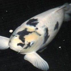 Stoel Import, Heiloo openingstijden